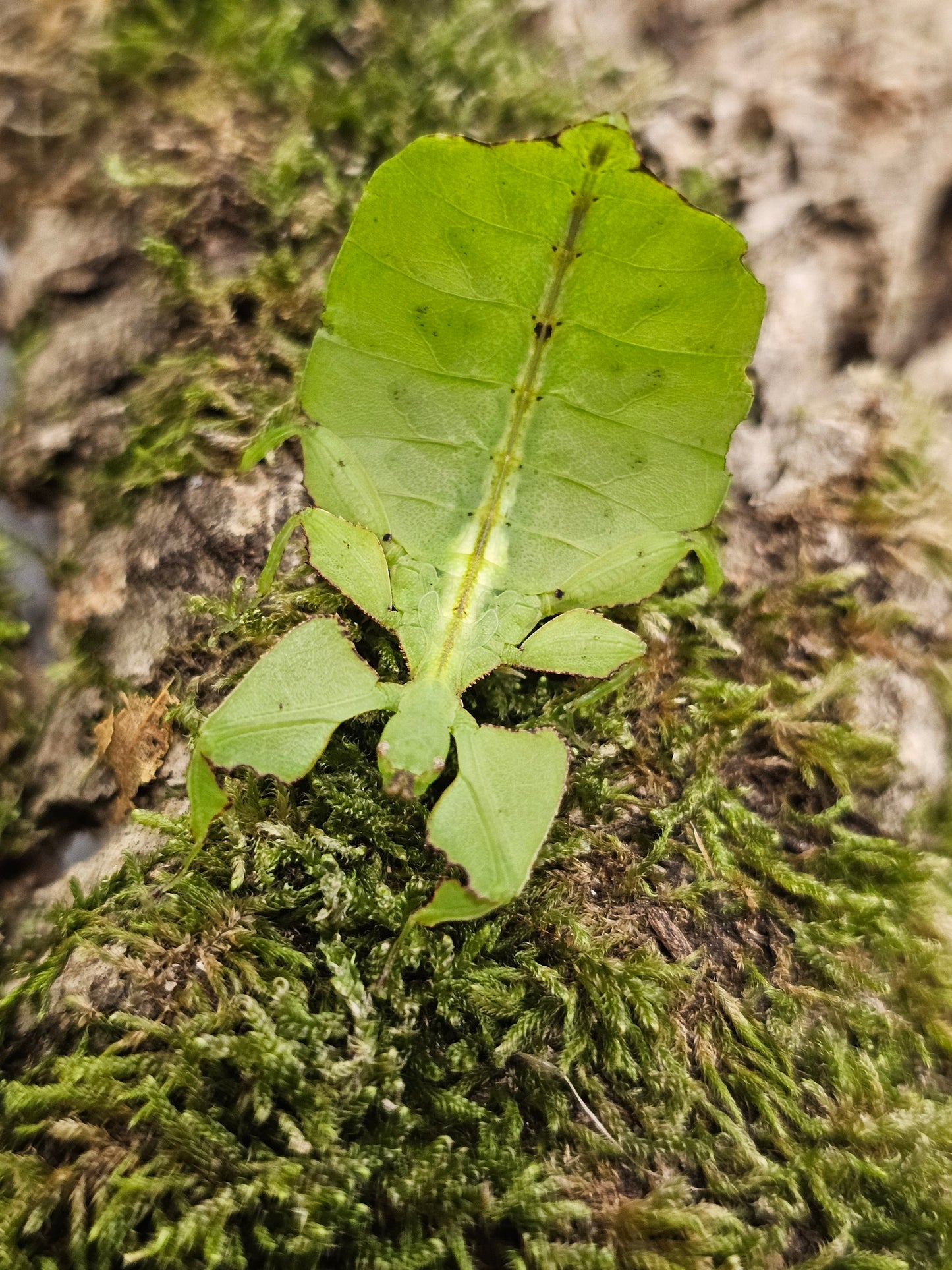 Cryptophyllium oyae " Chiang Rai" couple adulte