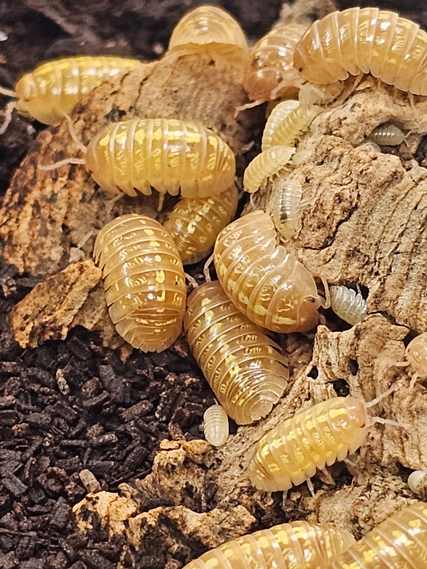 Armadillidium vulgare T+ albinos