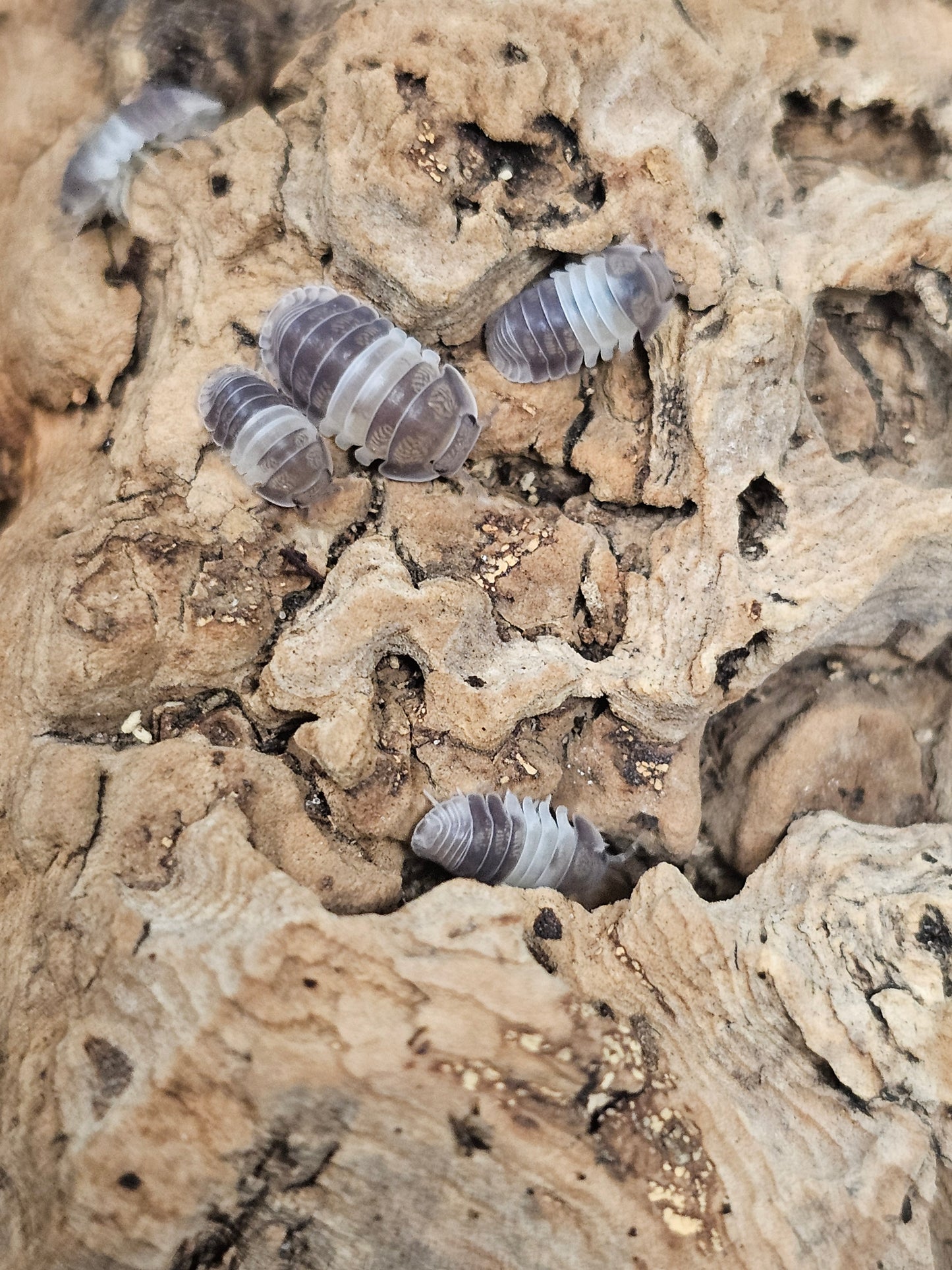 Cubaris sp "Panda King" Lots de 10