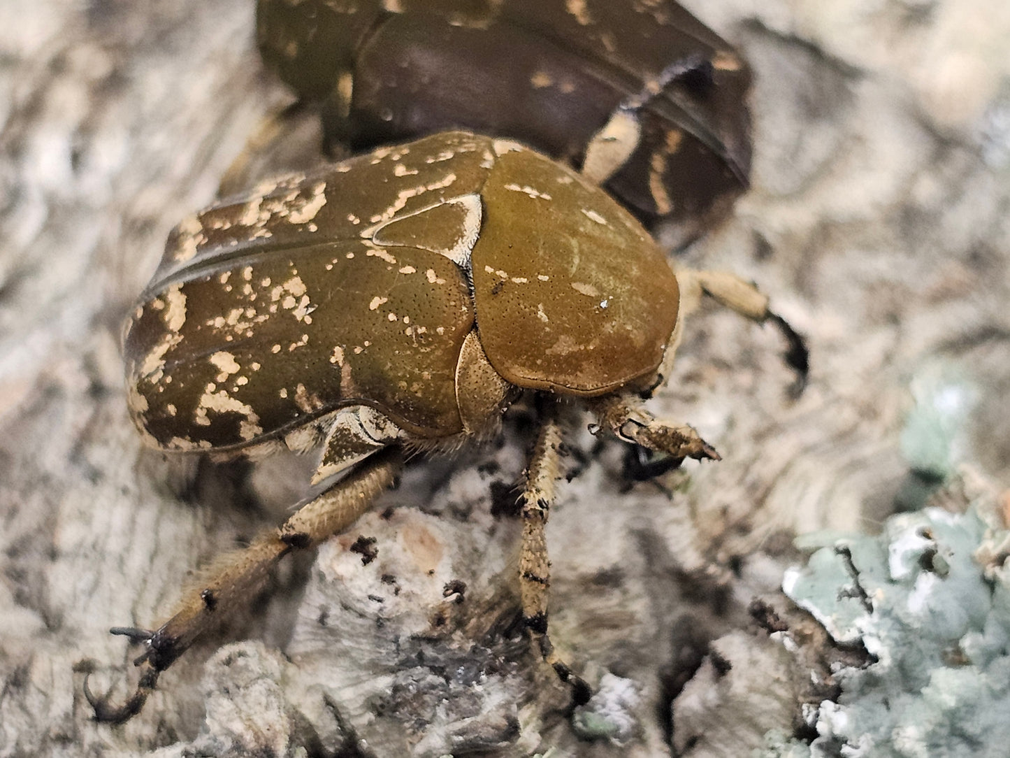 Protaetia culta culta Lots de 5