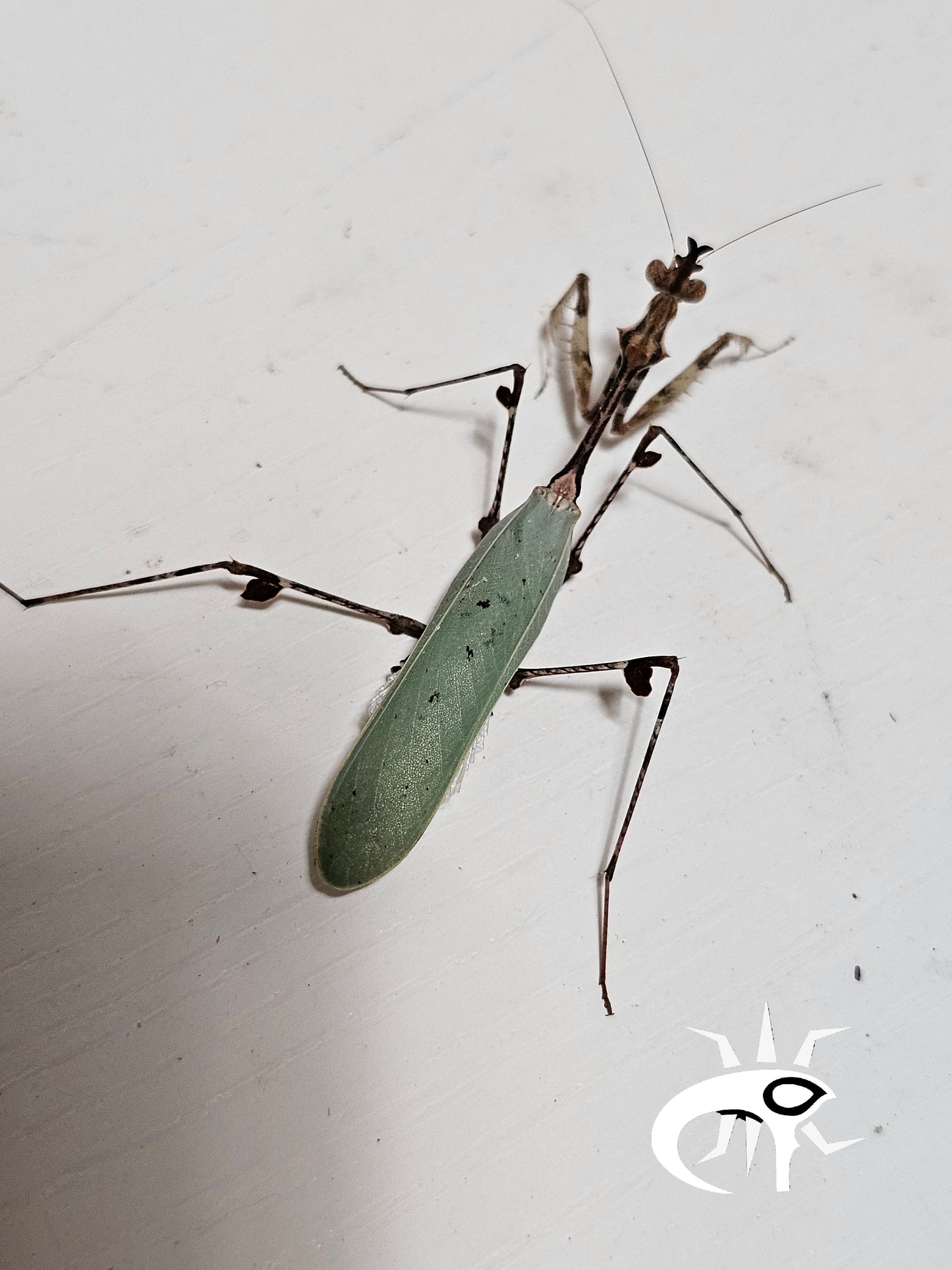 Sibylla pretiosa