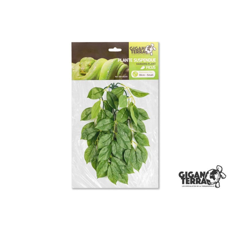 Plantes suspendues 30cm