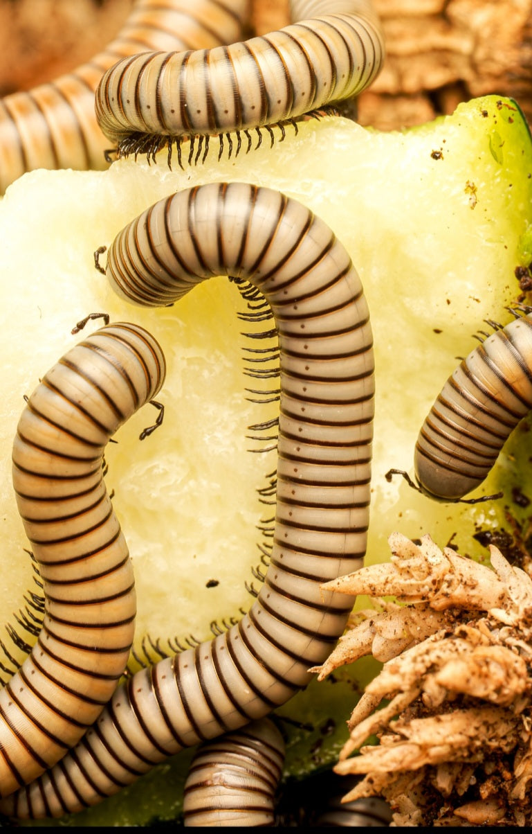 Ommatoiulus rutilans