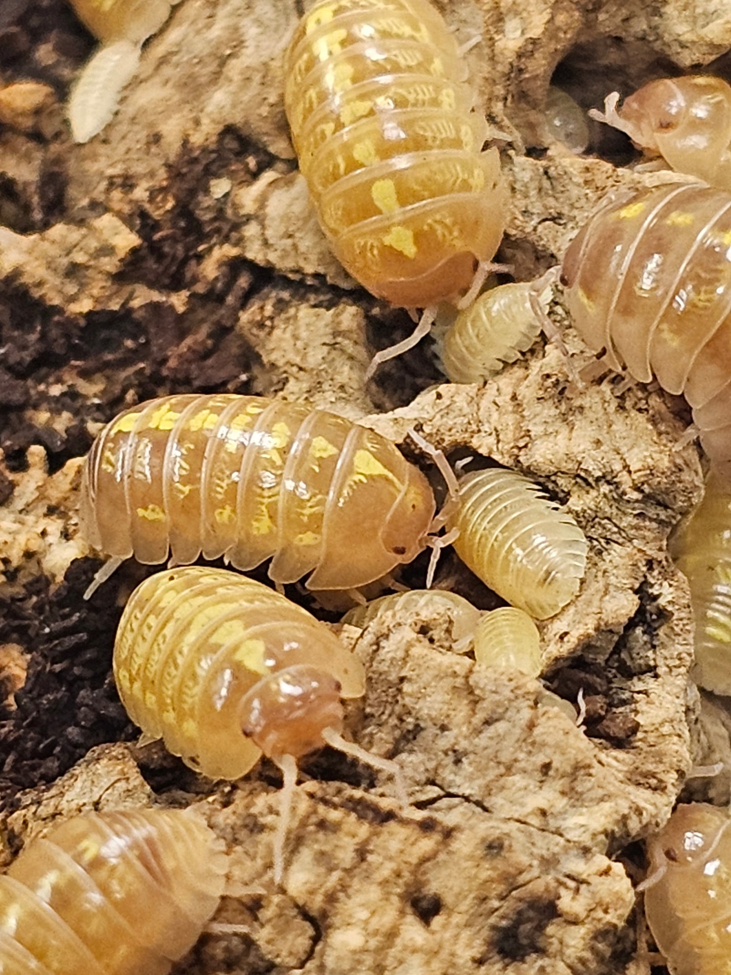 Armadillidium vulgare T+ albinos