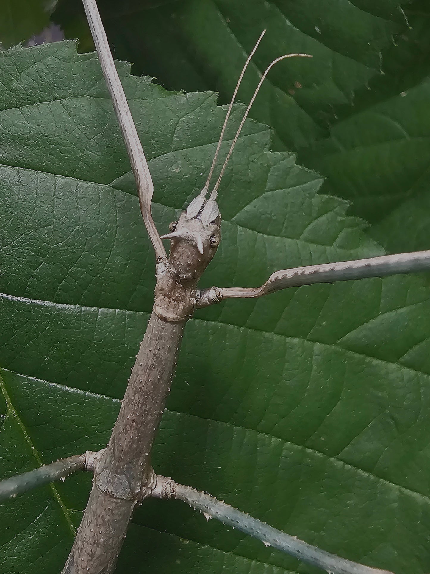 Medauroidea extradentata bleu