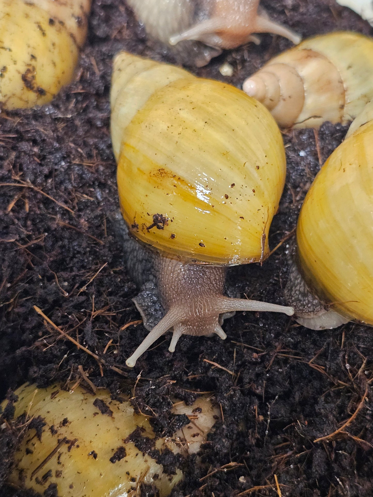 Lissachatina fulica rodatzi