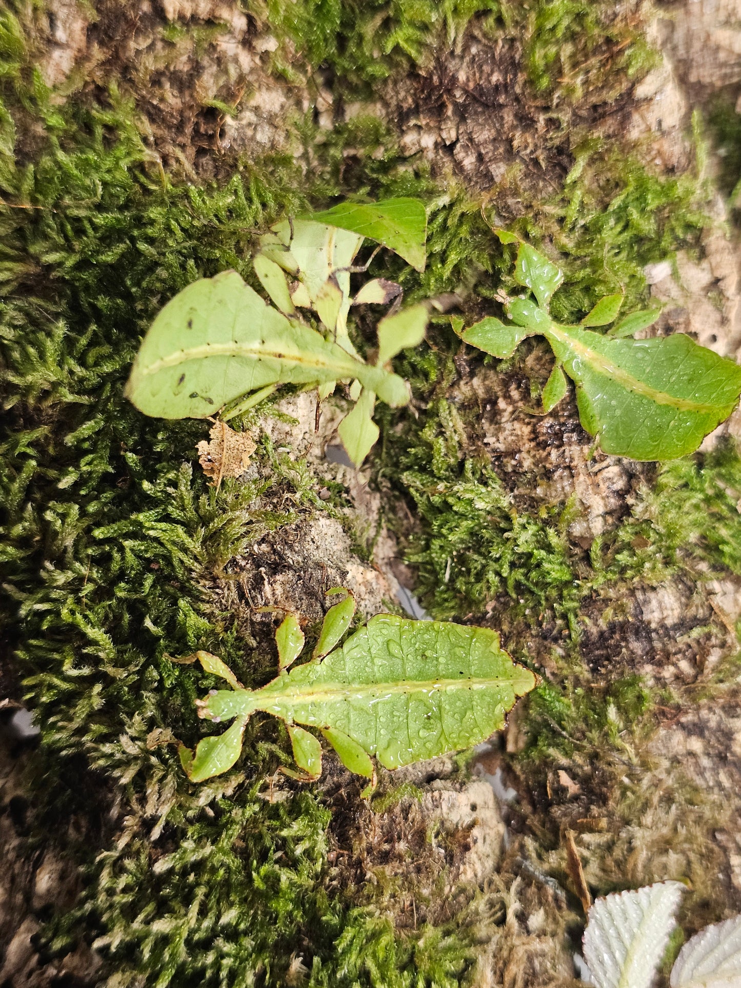 Cryptophyllium limogesi " Thac Krong Kmar" Lots de 4