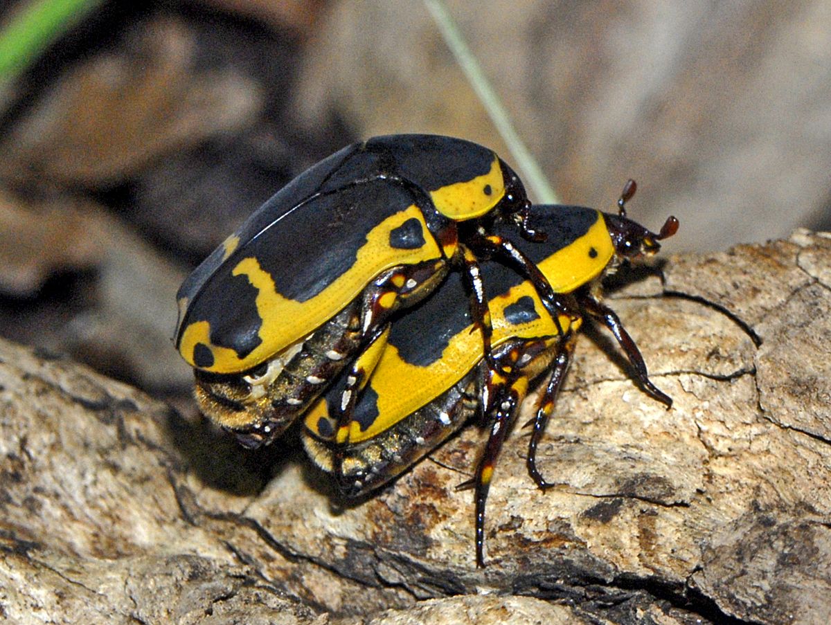 Pachnoda sinuata
