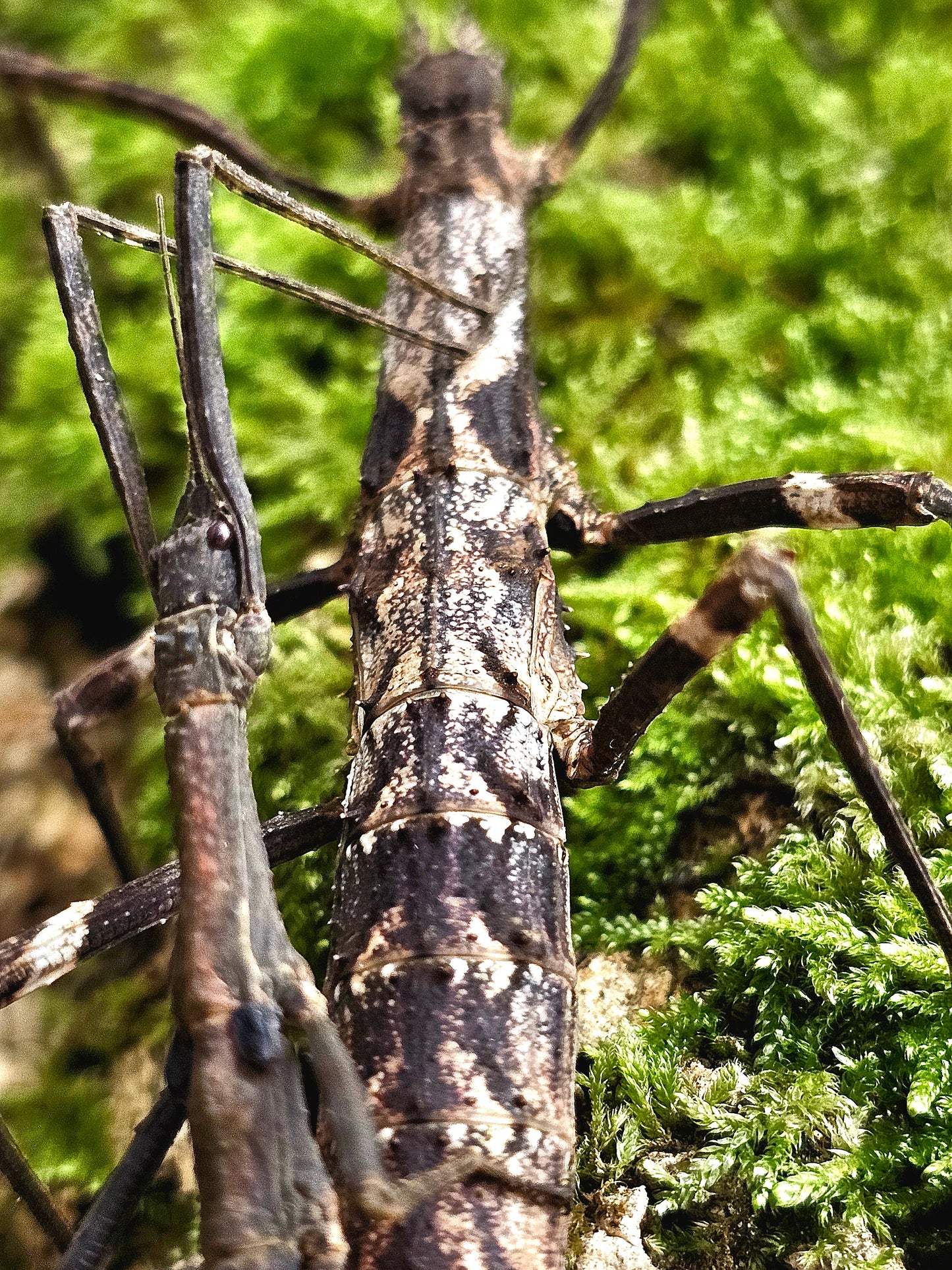 Dimorphodes sp Galela Lots de 4