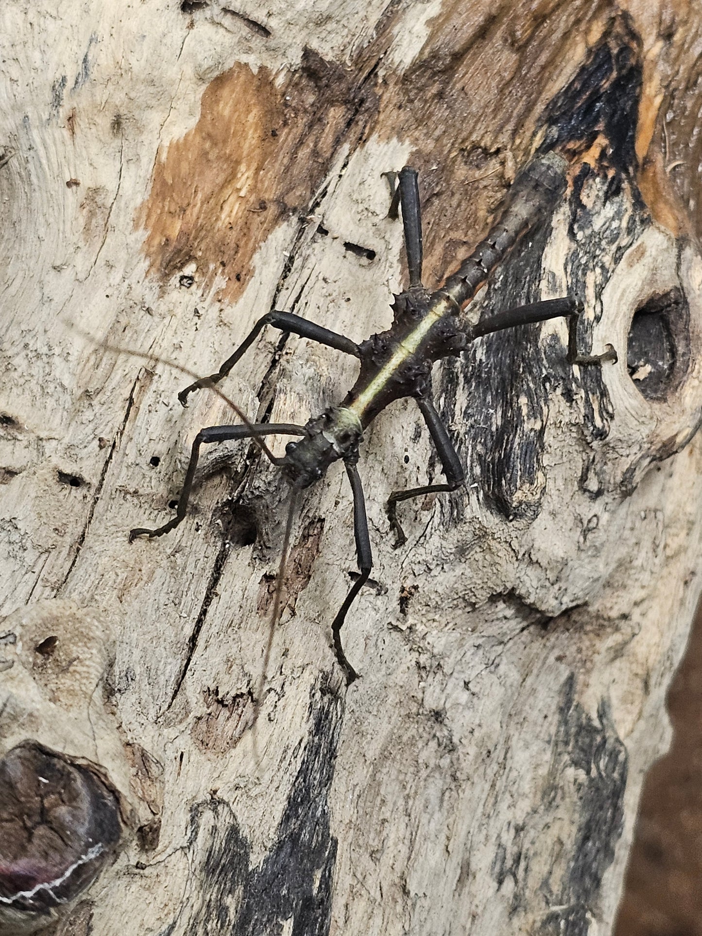 Aretaon sp Palawan