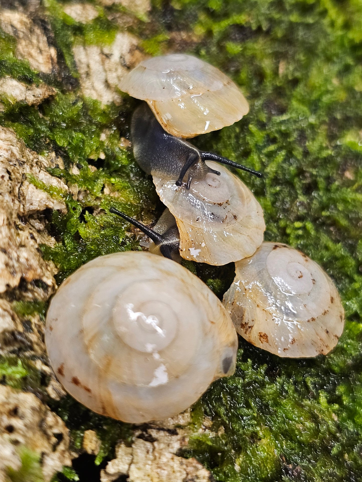 Caracolus sagemon albino shell