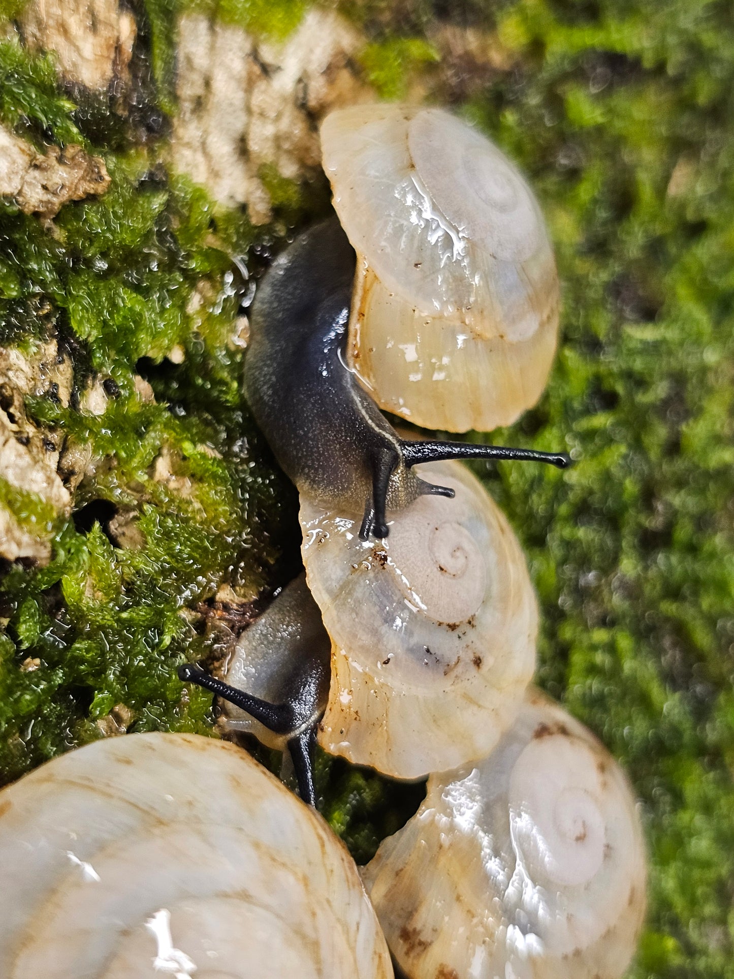 Caracolus sagemon albino shell