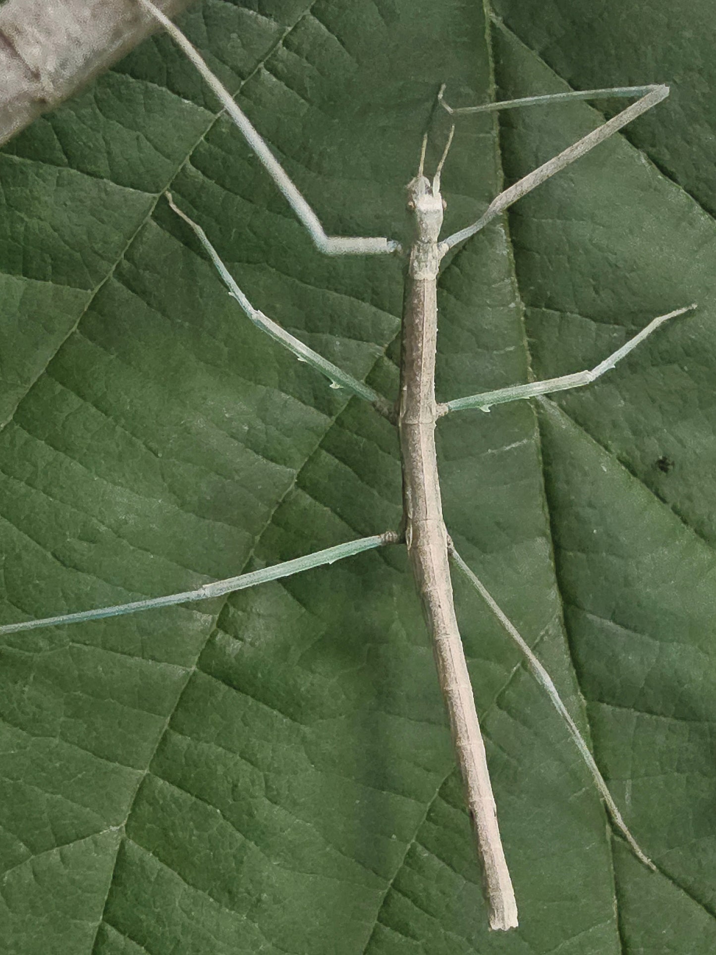 Medauroidea extradentata bleu