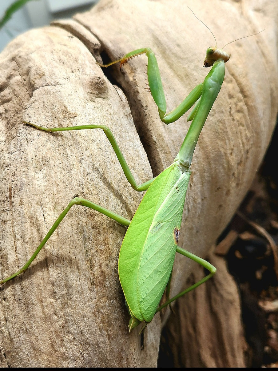 Stagmatoptera femoralis
