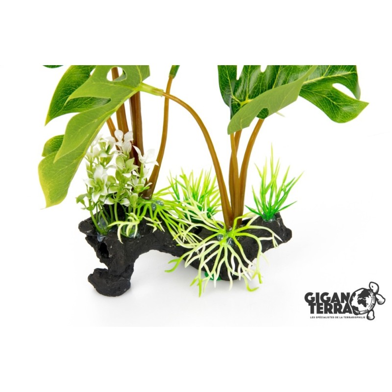 Philodendron Monstrera Deliciosa