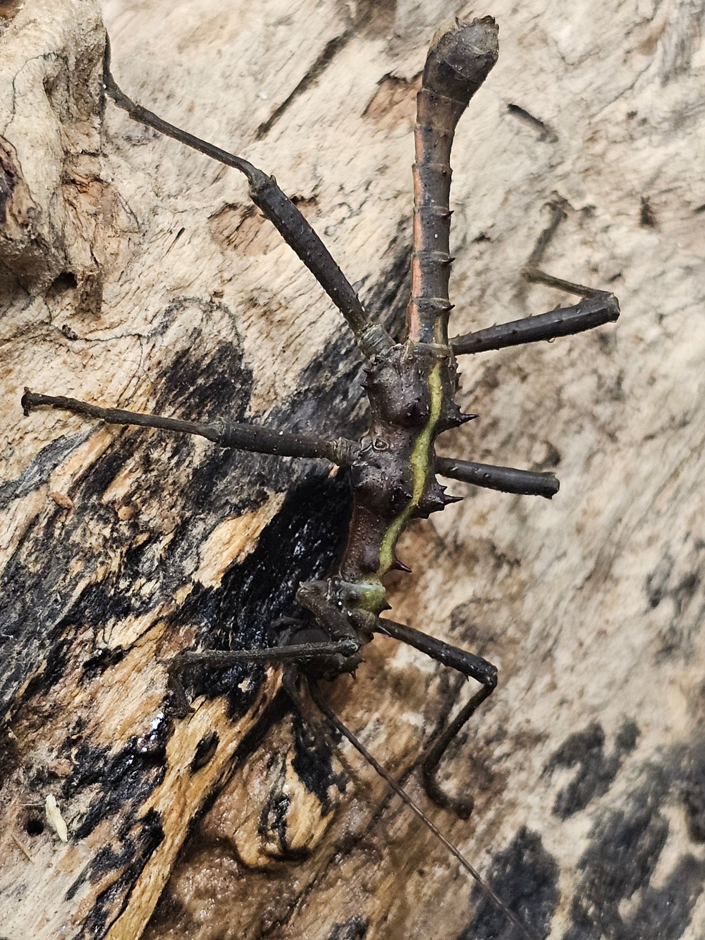 Aretaon sp Palawan