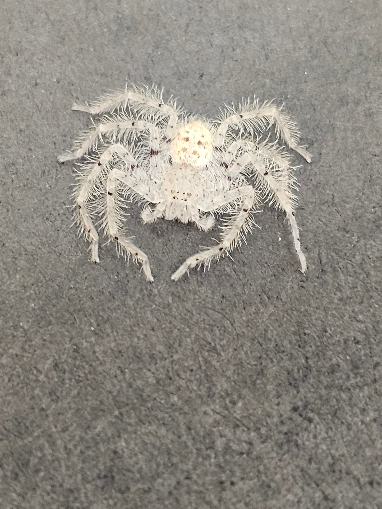 Heteropoda Davidbowie individus sub et adulte