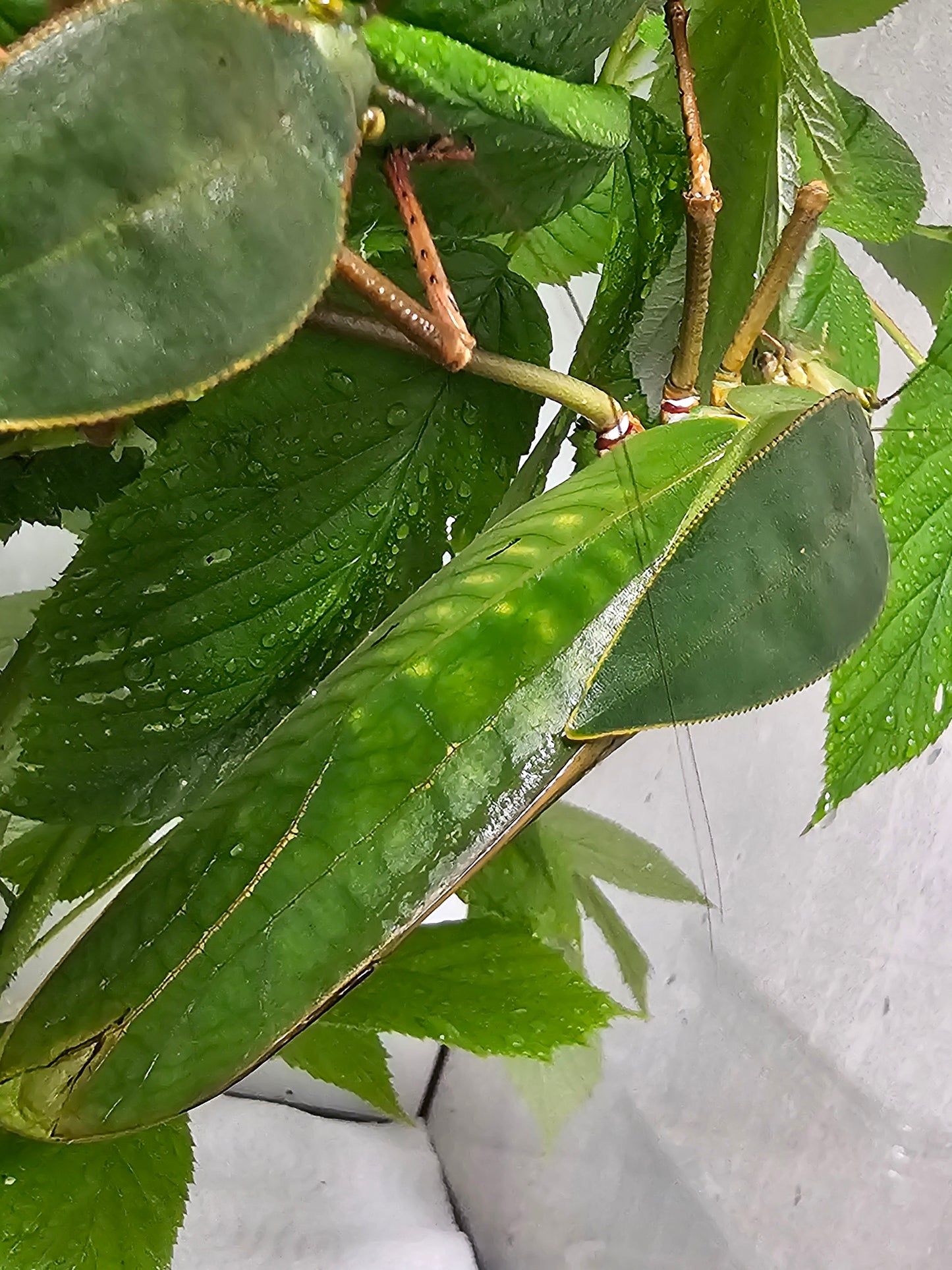 Siliquofera grandis