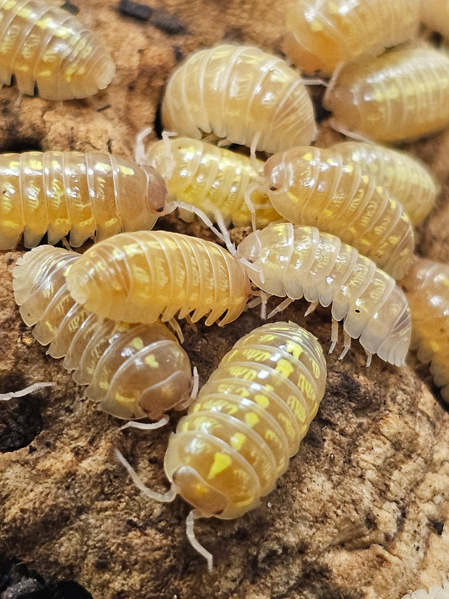 Armadillidium vulgare T+ albinos