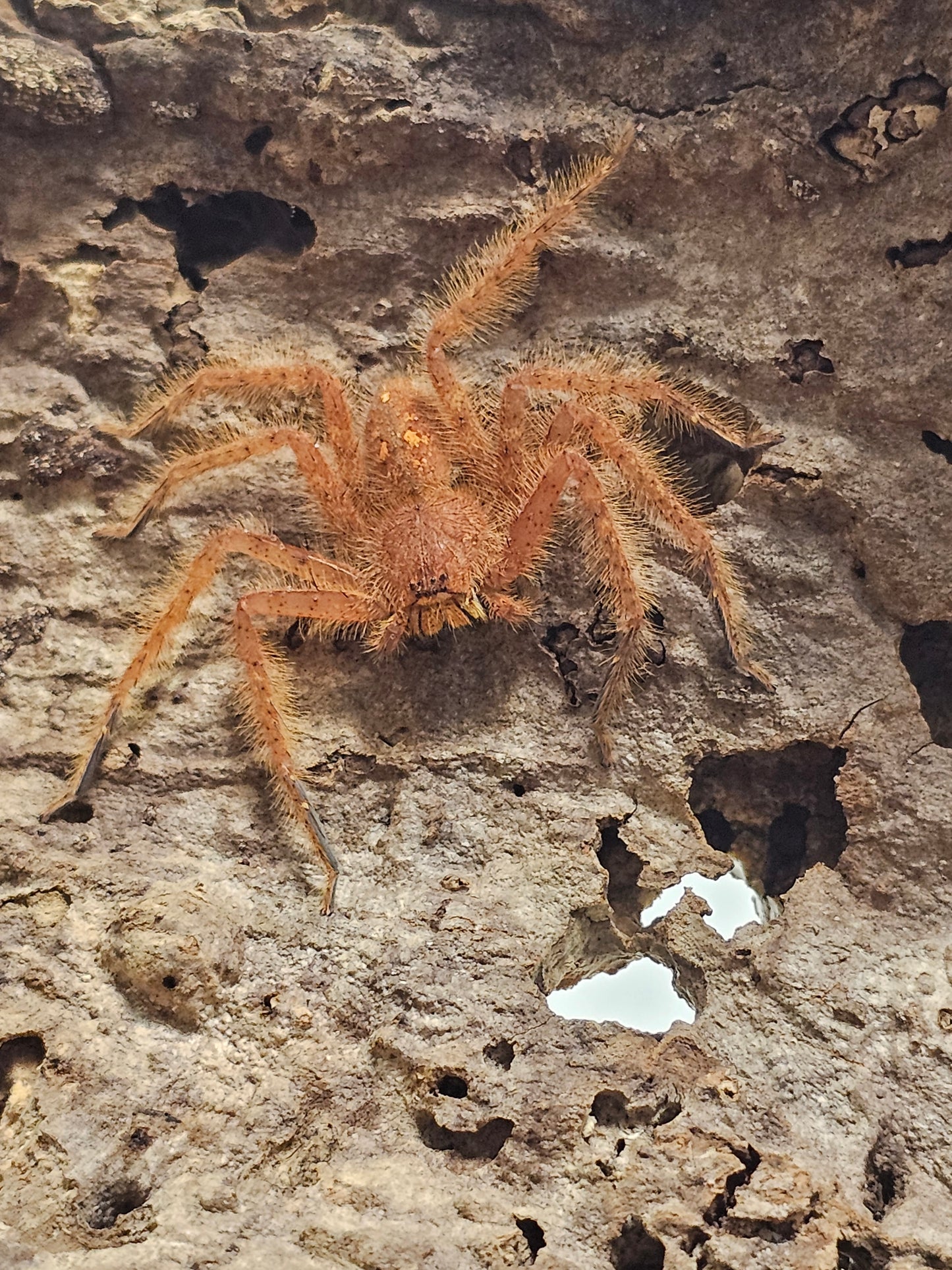 Heteropoda Davidbowie individus sub et adulte