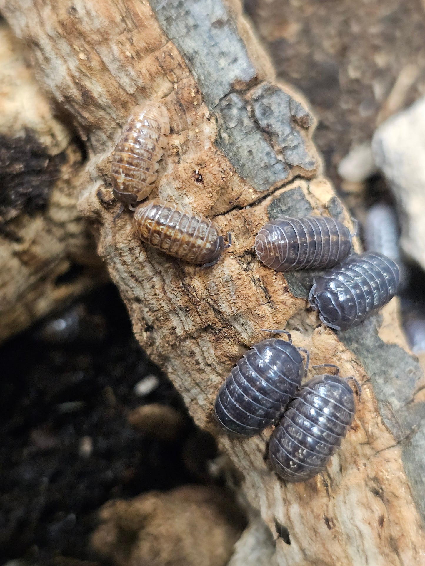 Armadillidium stagnoense Lot de 10