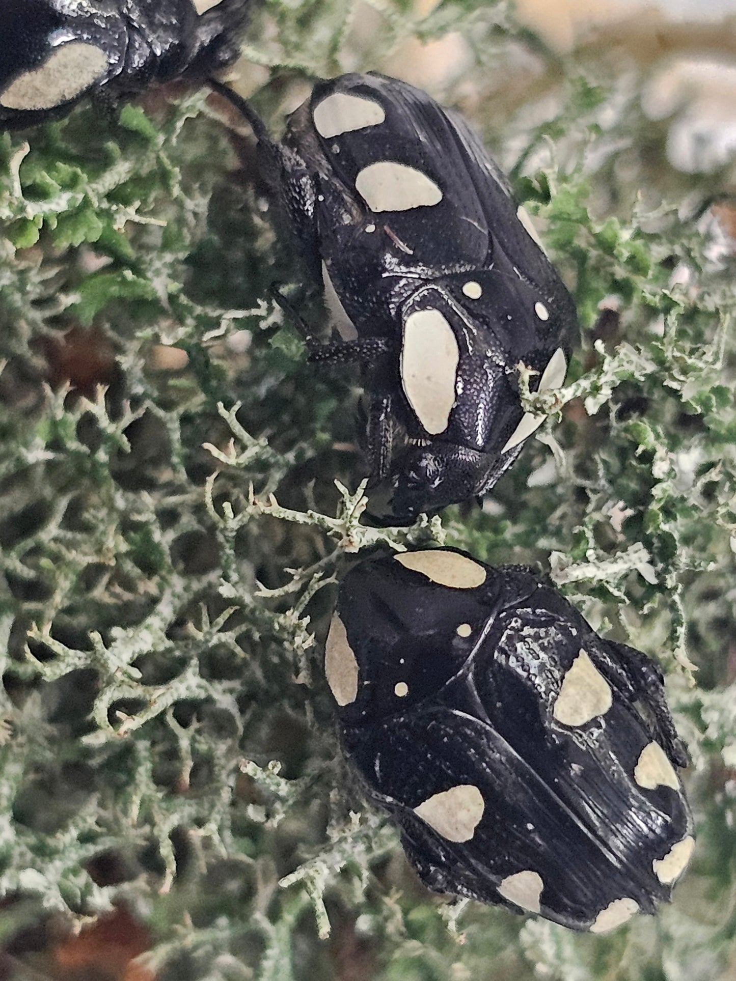 Mausoleopsis amabilis