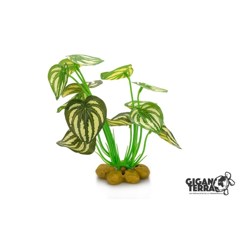 Plante sur pied