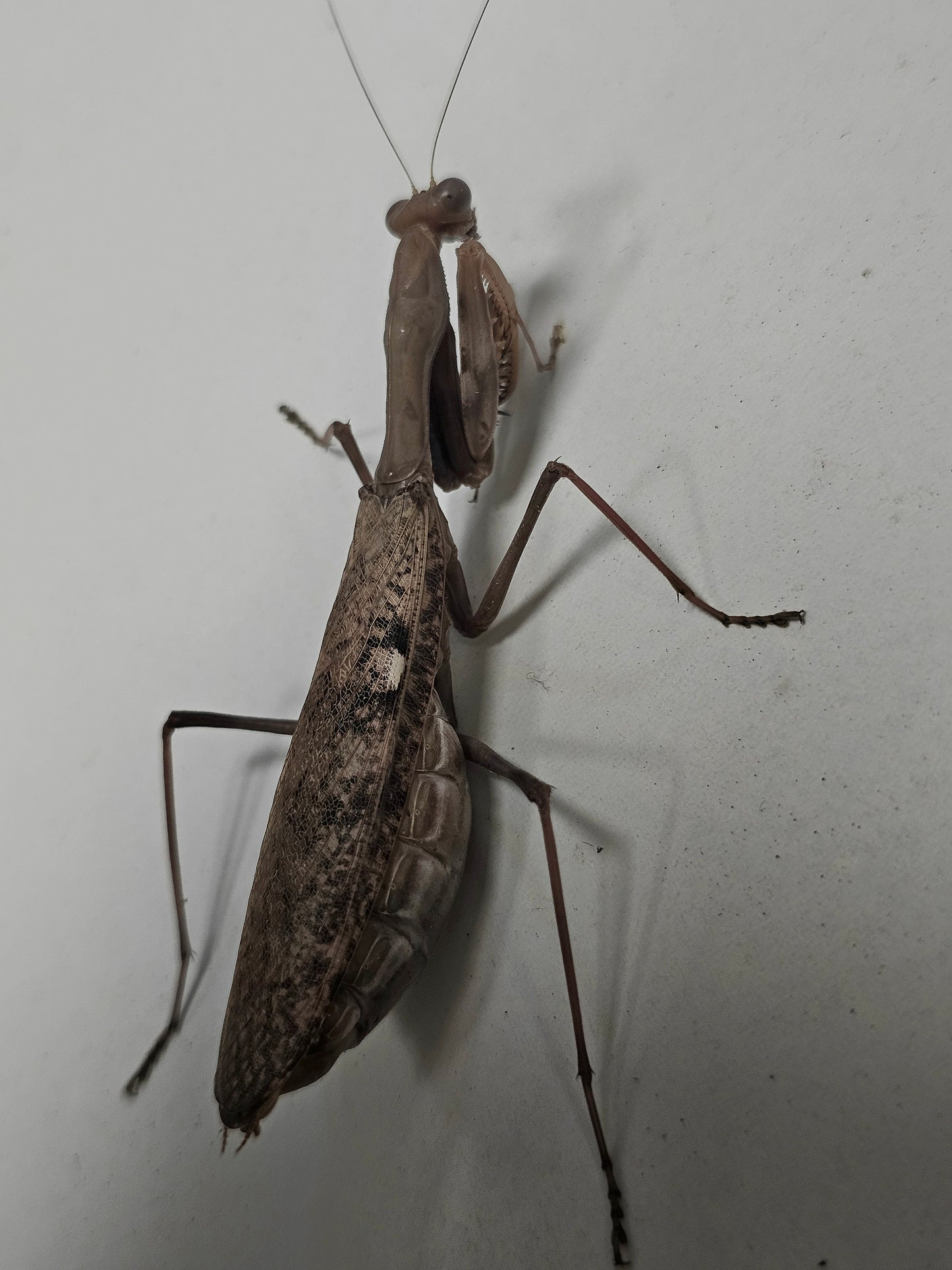 Polyspilota cf aeruginosa couple Sub adulte