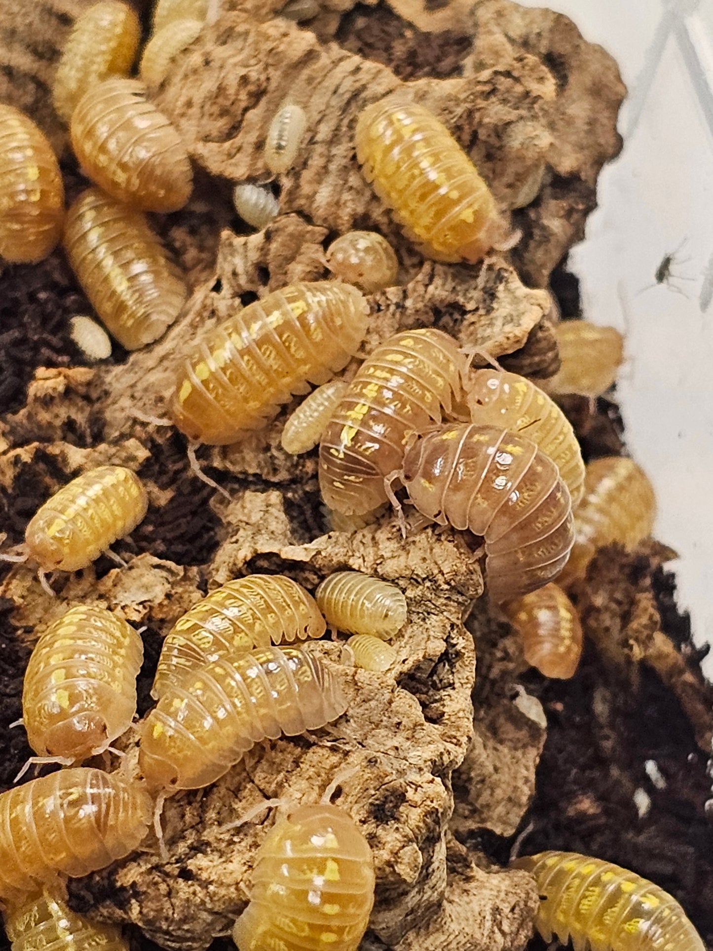 Armadillidium vulgare T+ albinos