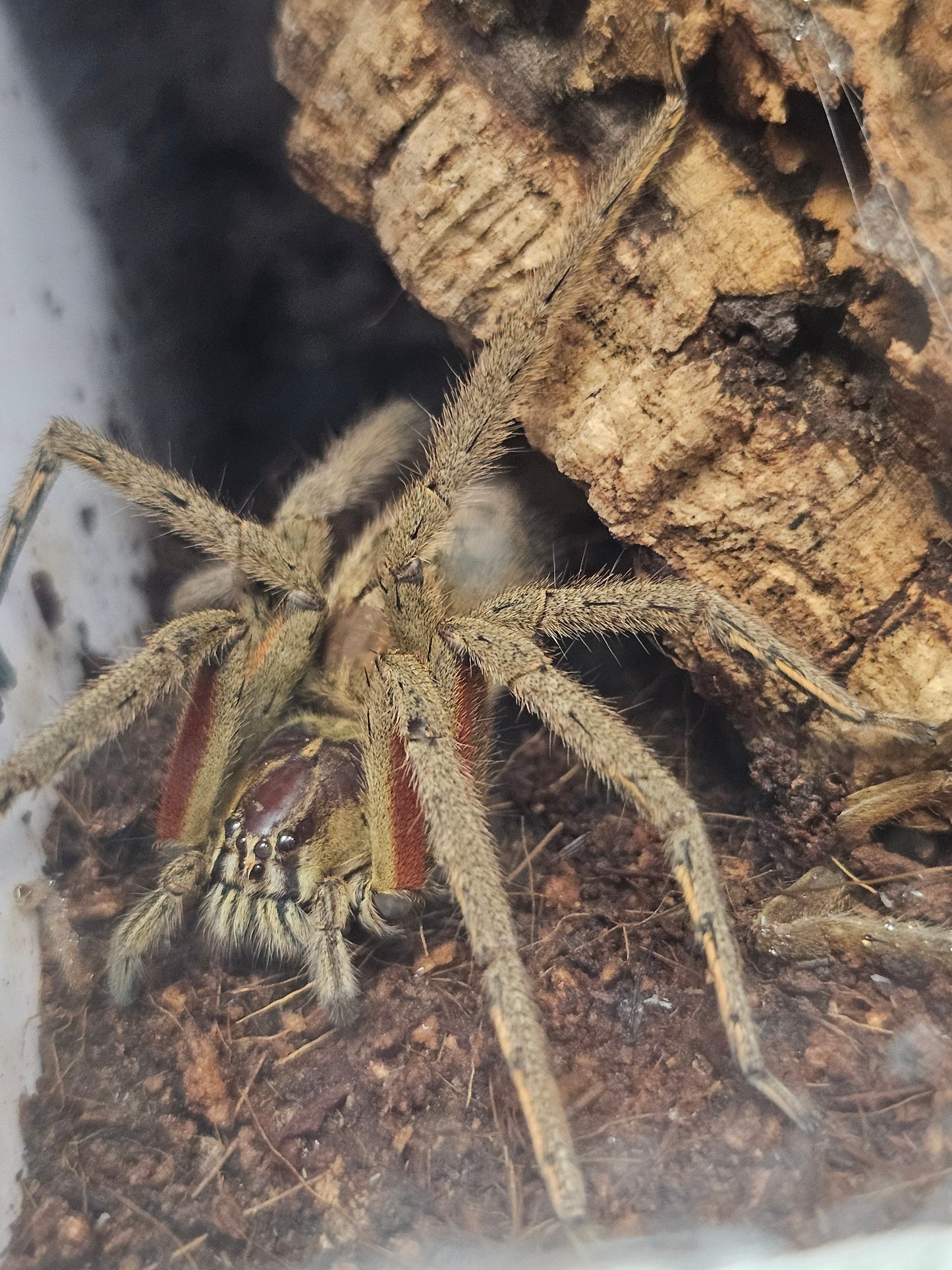 Cupiennius coccineus