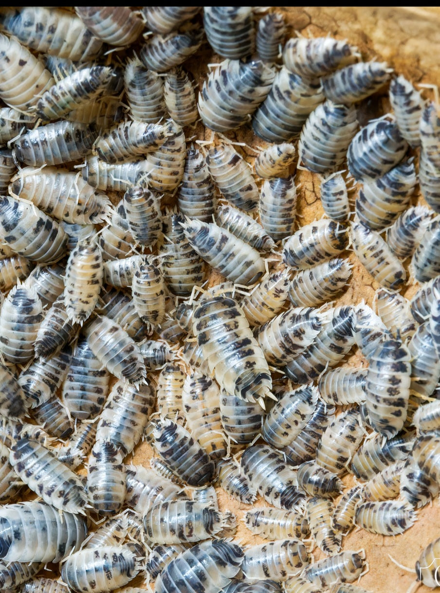 Porcellio laevis "Dairy cow" Lots de 10.