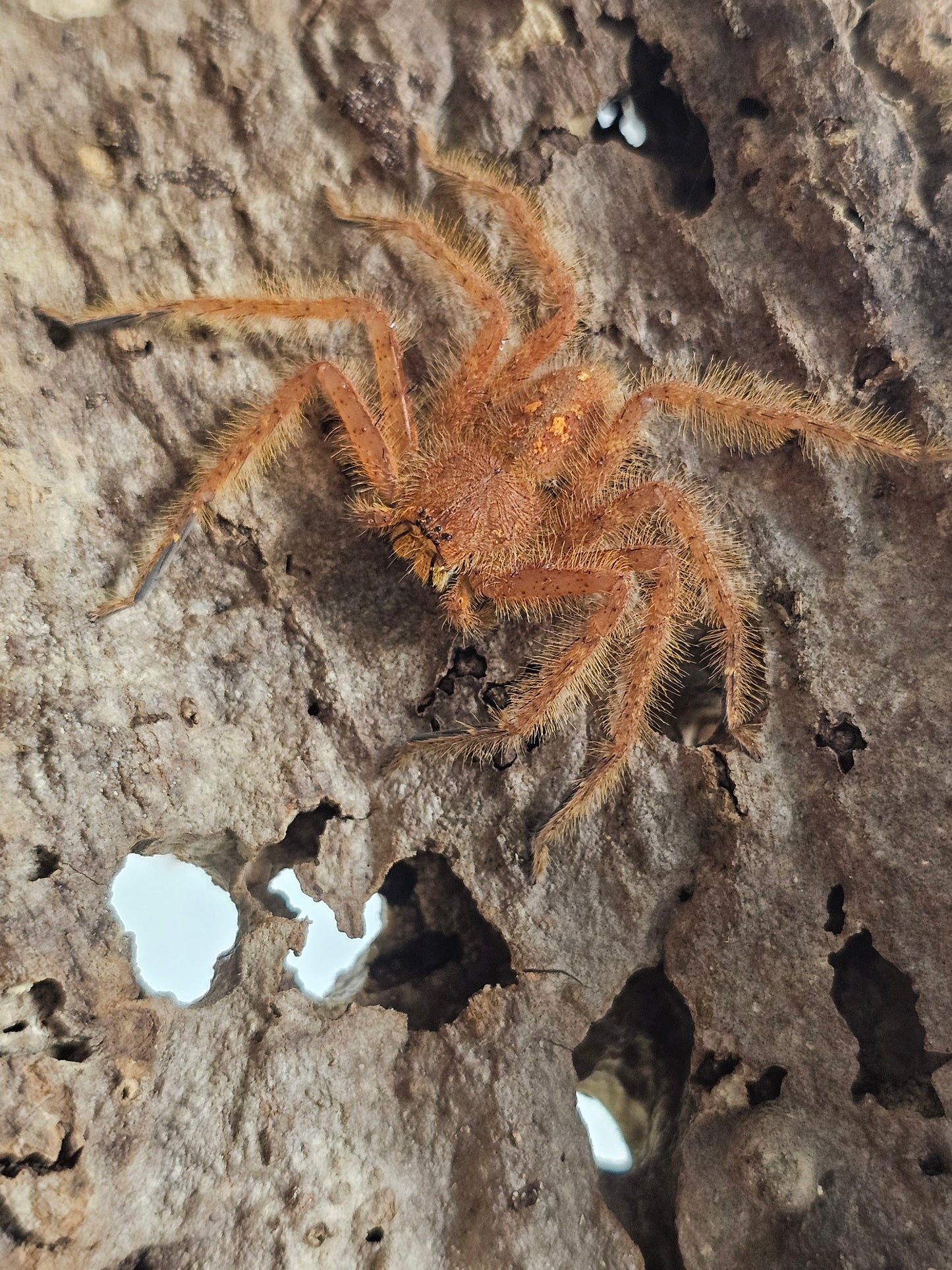 Heteropoda Davidbowie individus sub et adulte