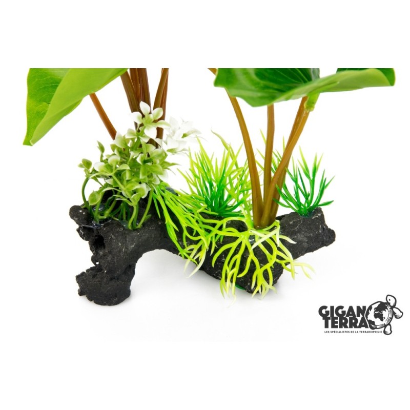 Philodendron Erubescens