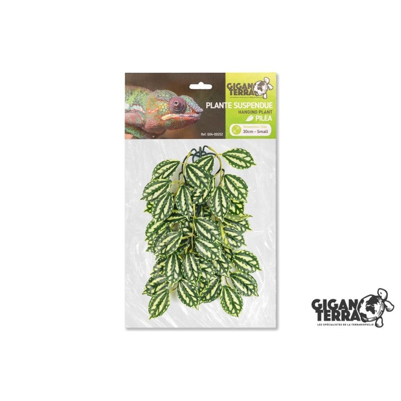 Plantes suspendues 30cm