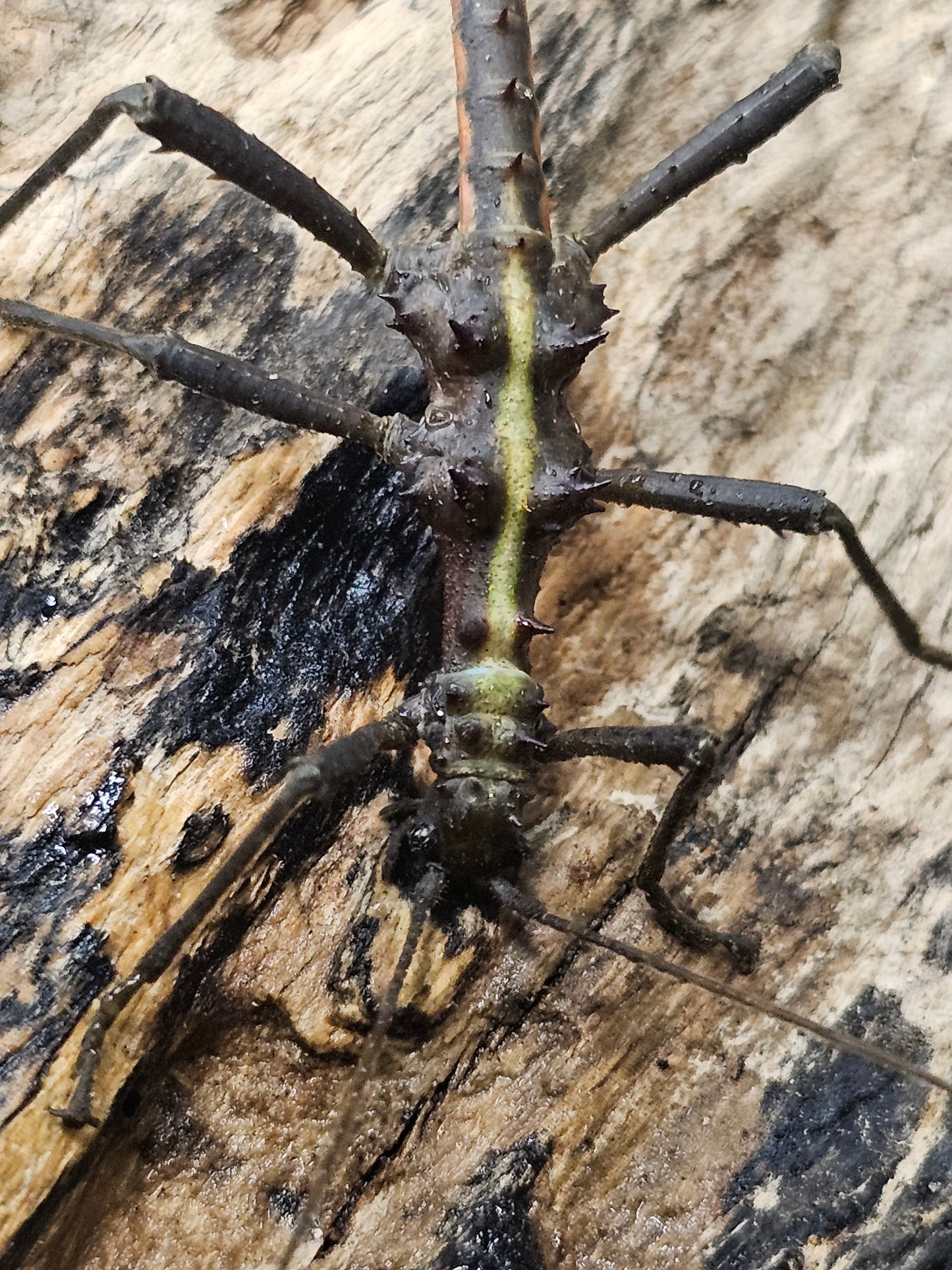 Aretaon sp Palawan