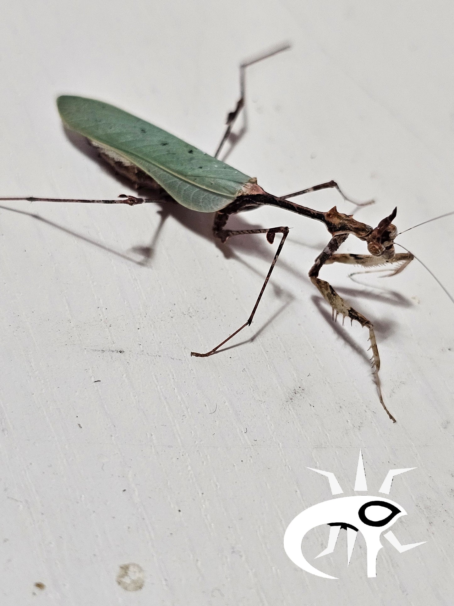 Sibylla pretiosa