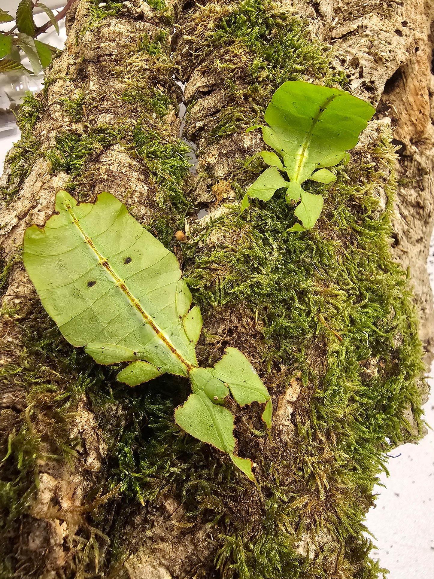 Cryptophyllium oyae chiang rai