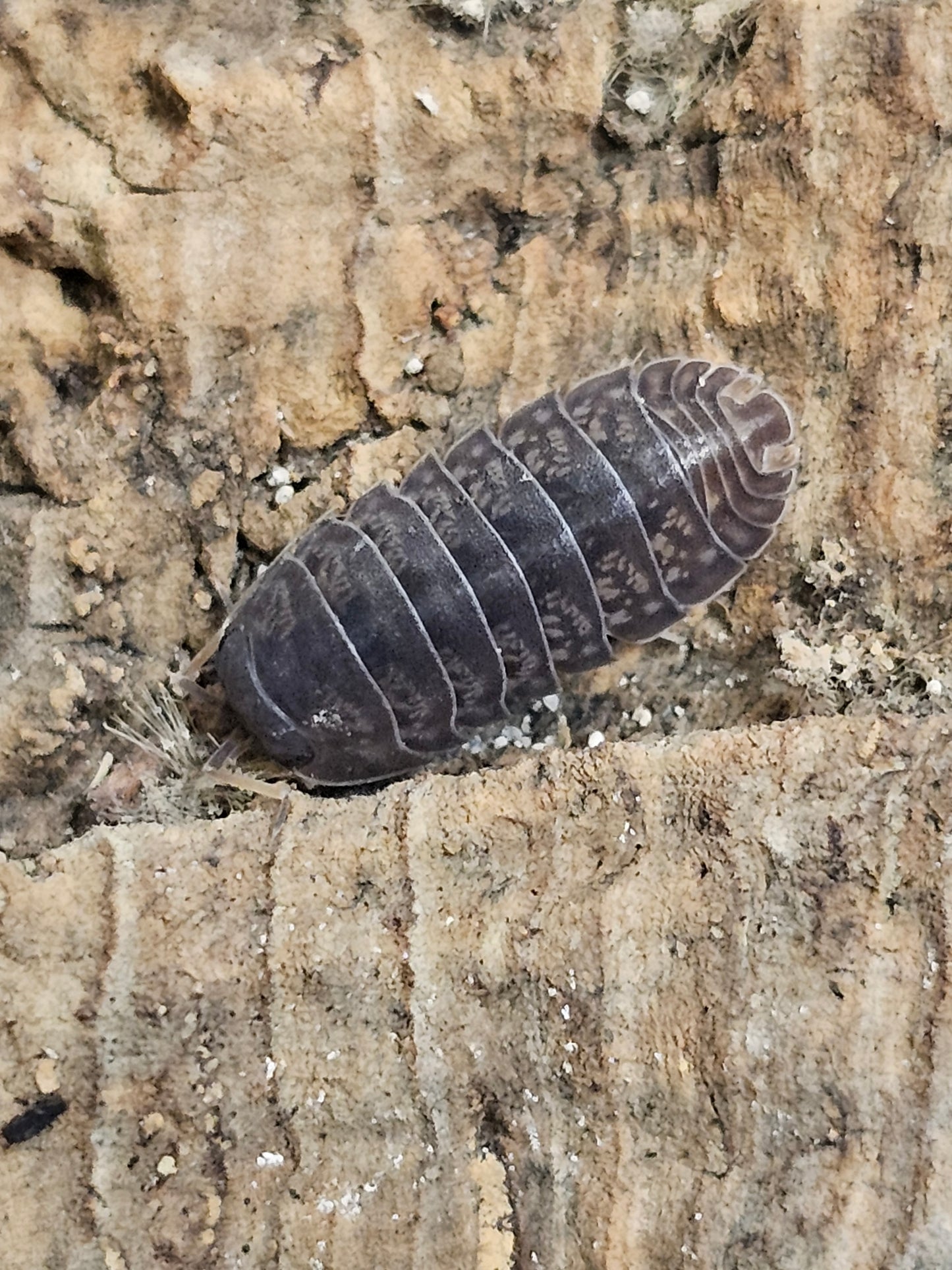 Sinodillo china Lots de 10