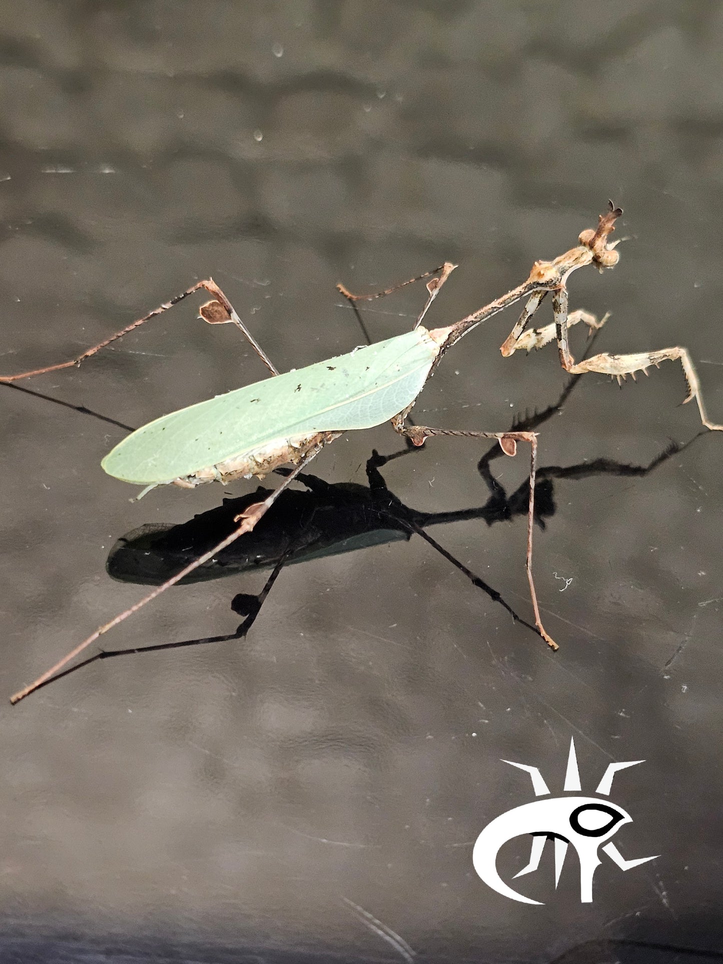 Sibylla pretiosa