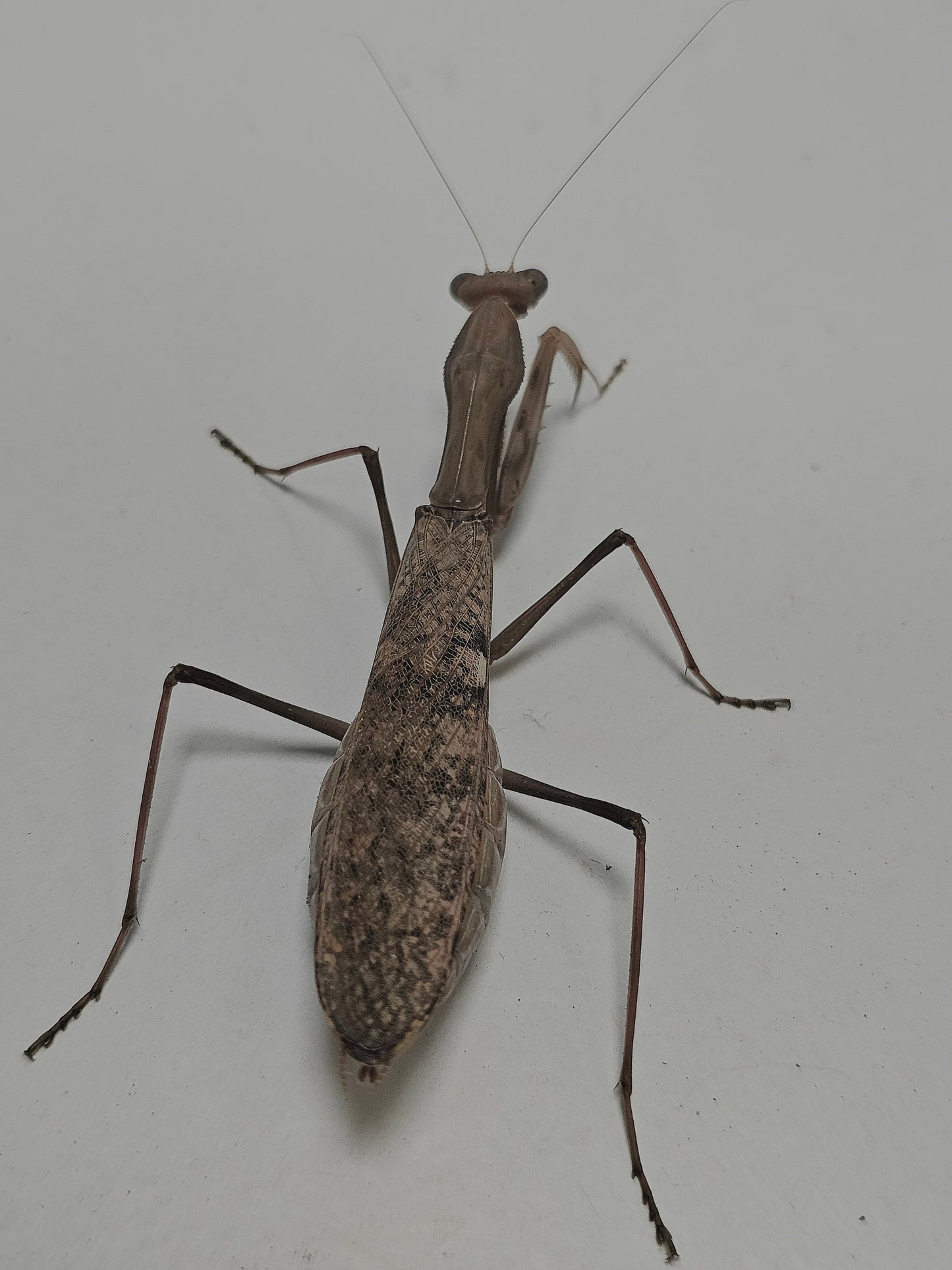 Polyspilota cf aeruginosa couple Sub adulte