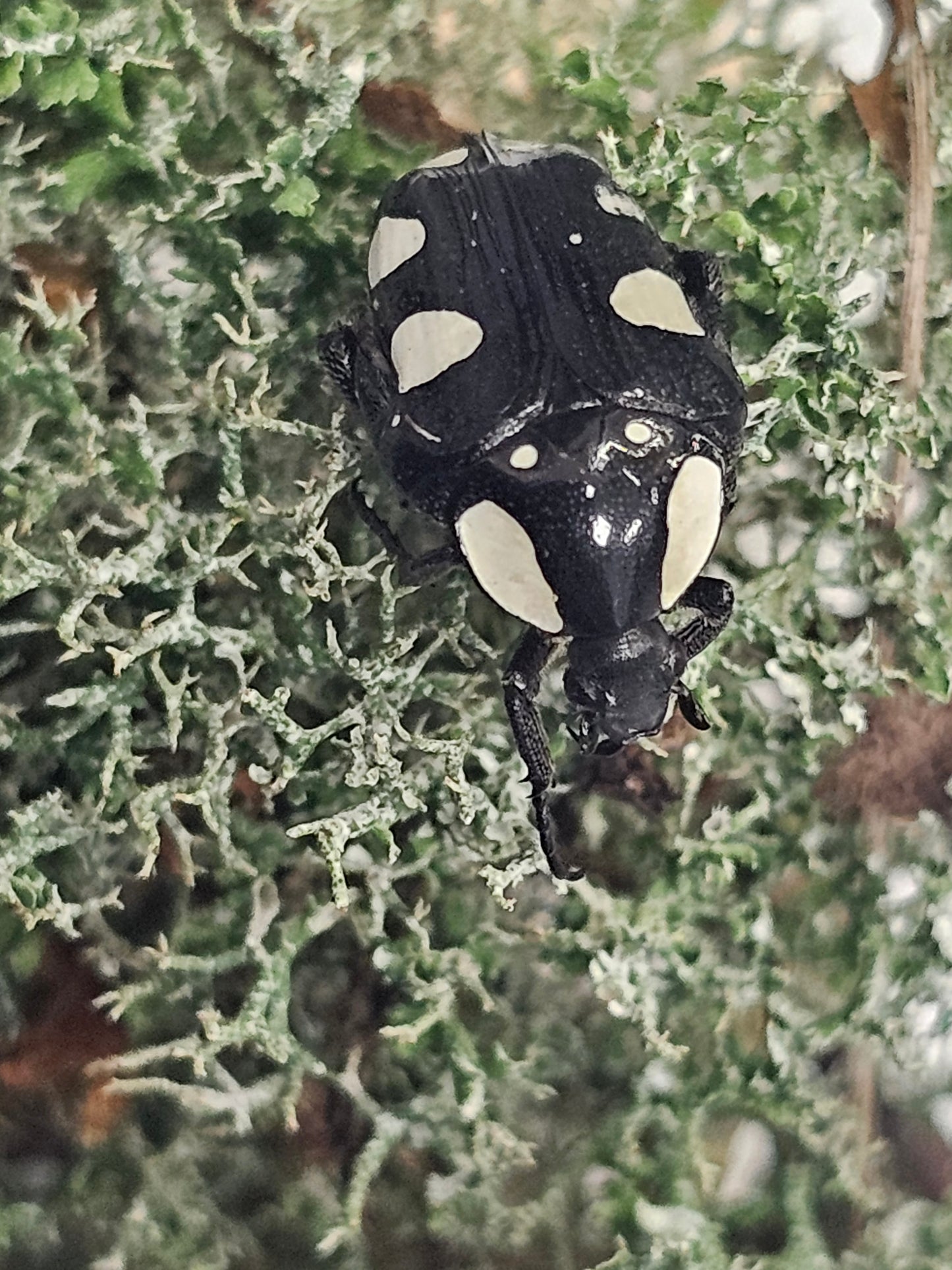 Mausoleopsis amabilis
