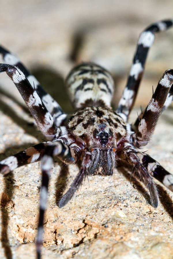 Viridasius sp sylvestrisform
