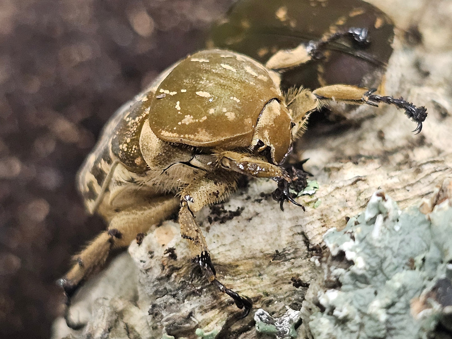 Protaetia culta culta Lots de 5