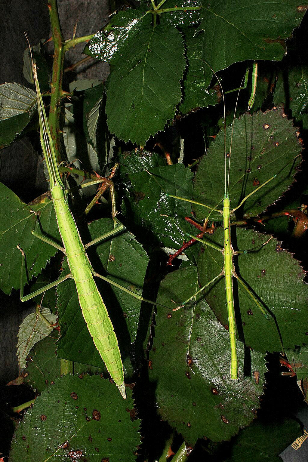 Paramenexenus laetus