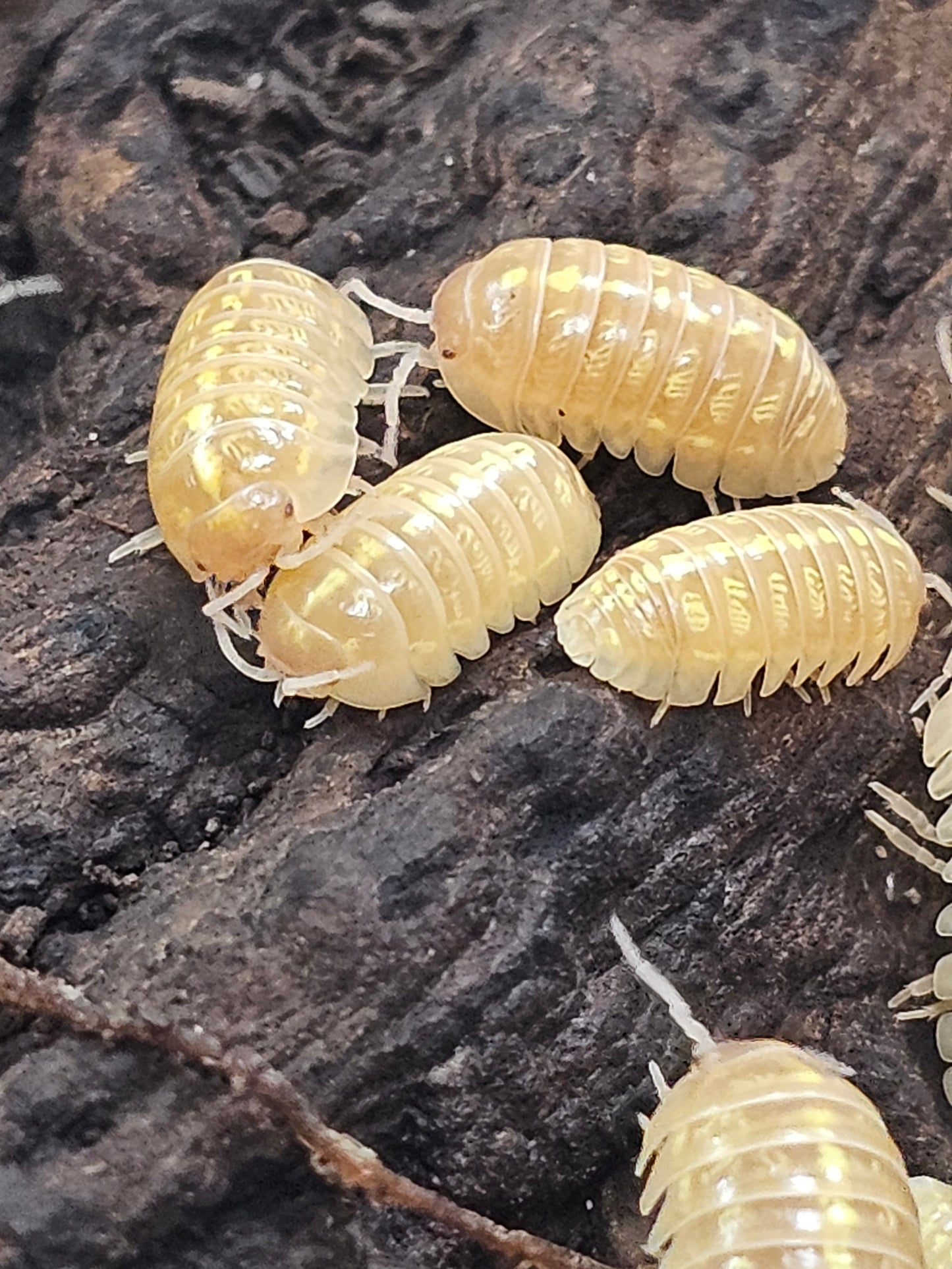Armadillidium vulgare T+ albinos