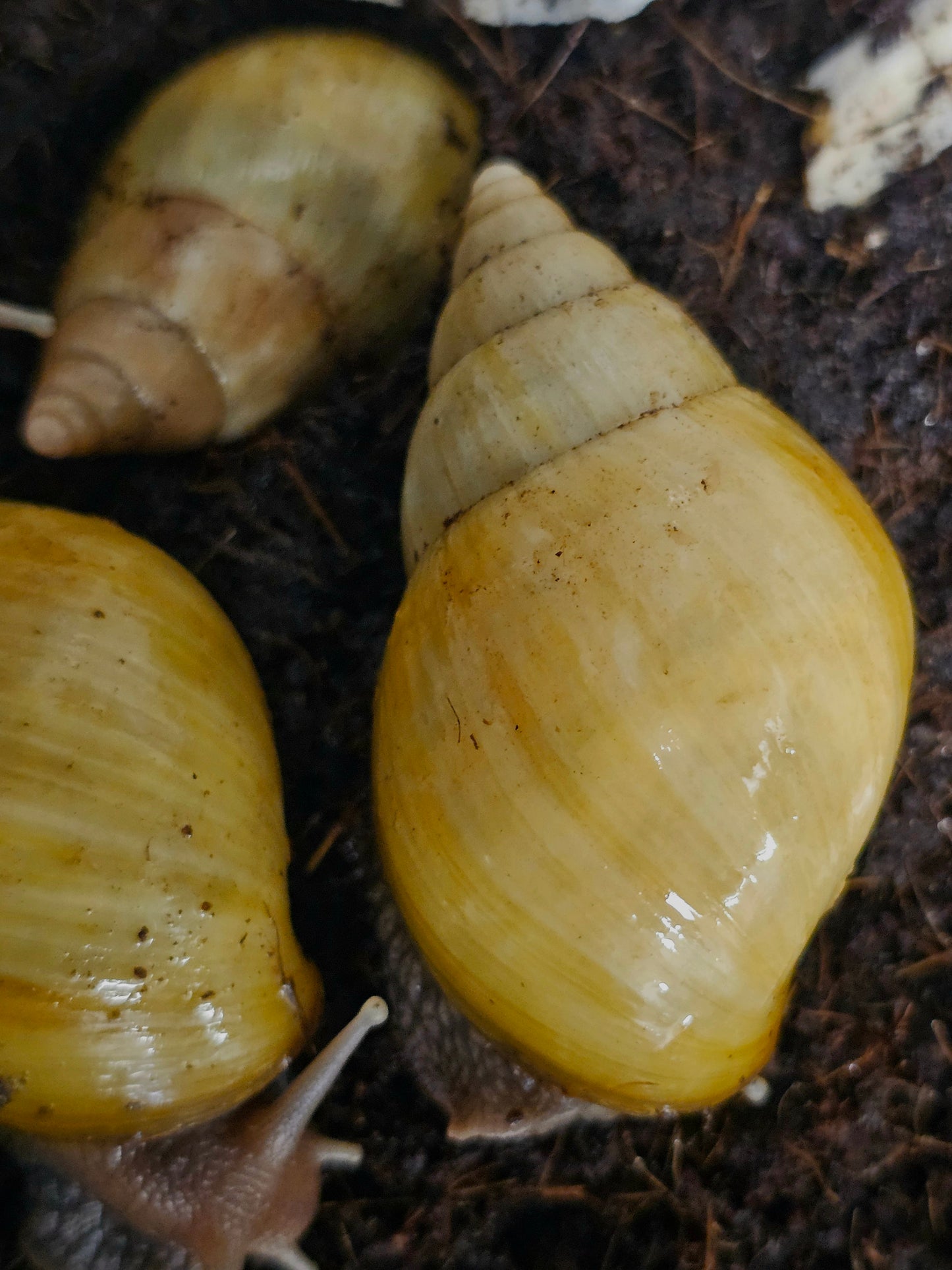 Lissachatina fulica rodatzi