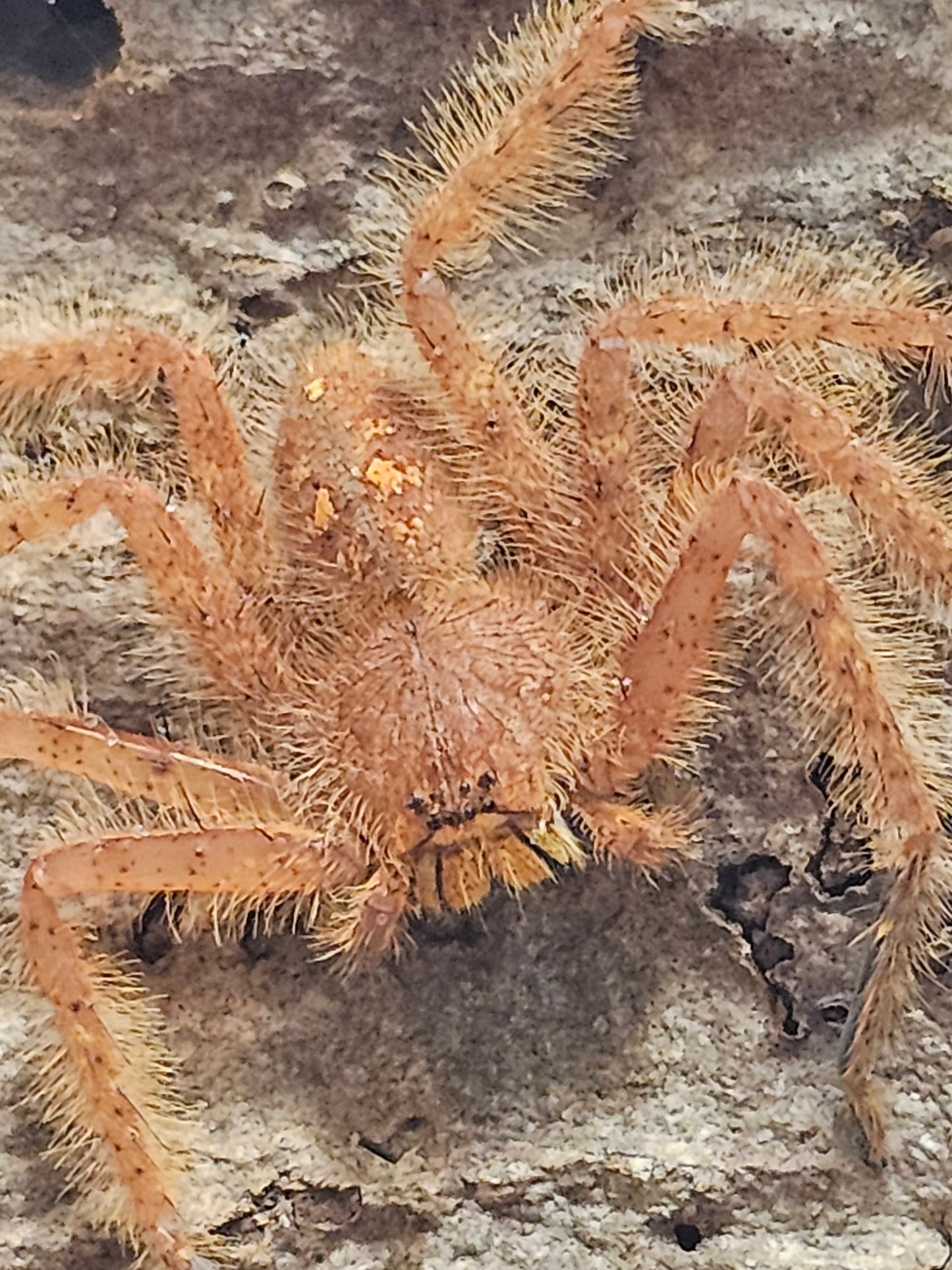 Heteropoda Davidbowie individus sub et adulte