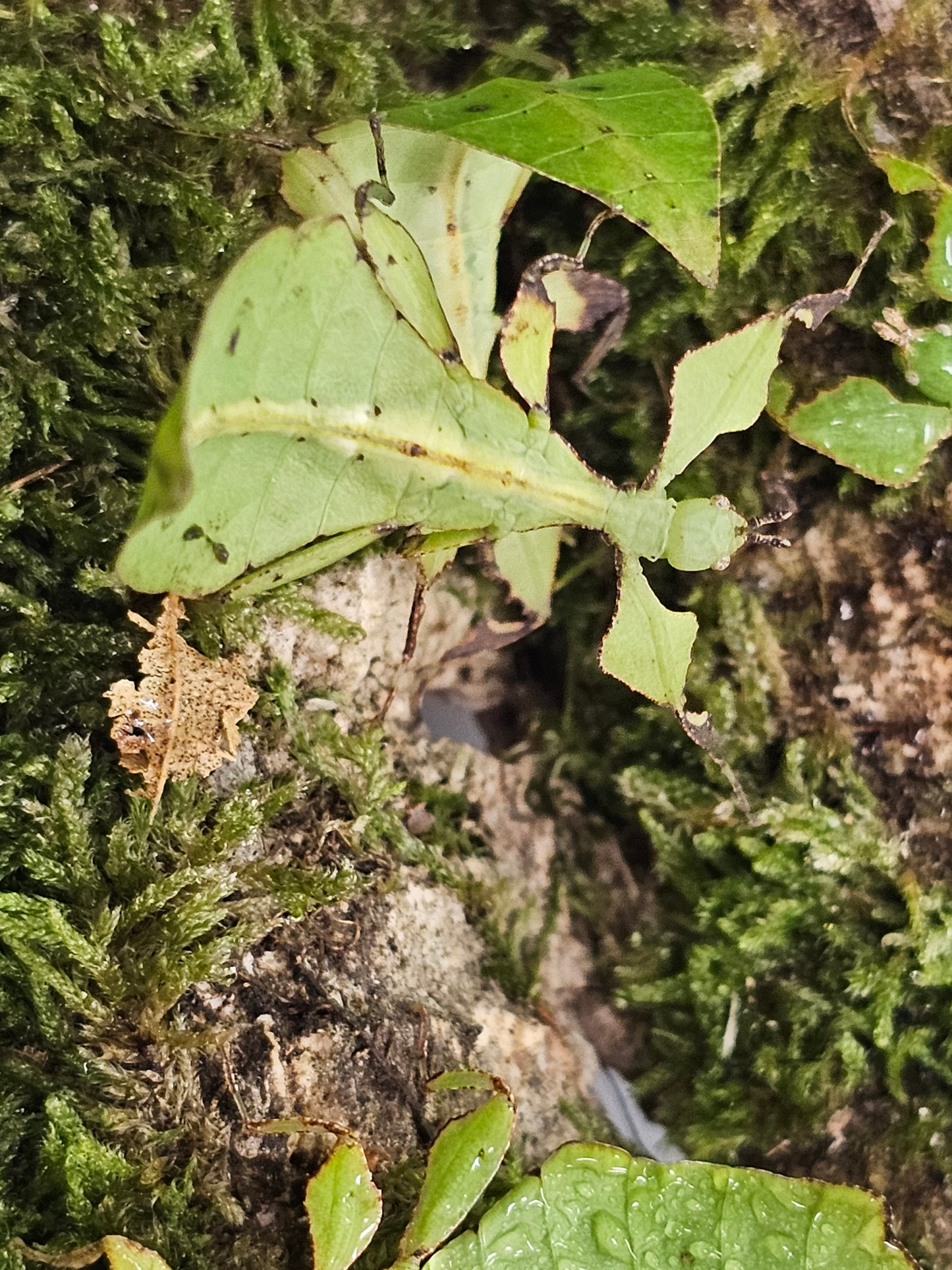 Cryptophyllium limogesi " Thac Krong Kmar" Lots de 4