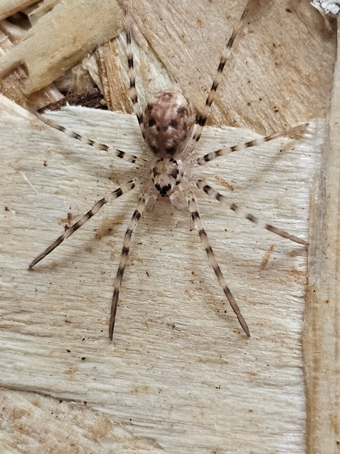 Viridasius sp sylvestrisform