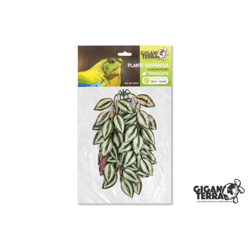 Plantes suspendues 30cm